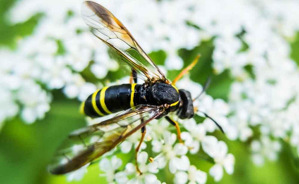 Understanding the Different Looks of Bug Bites