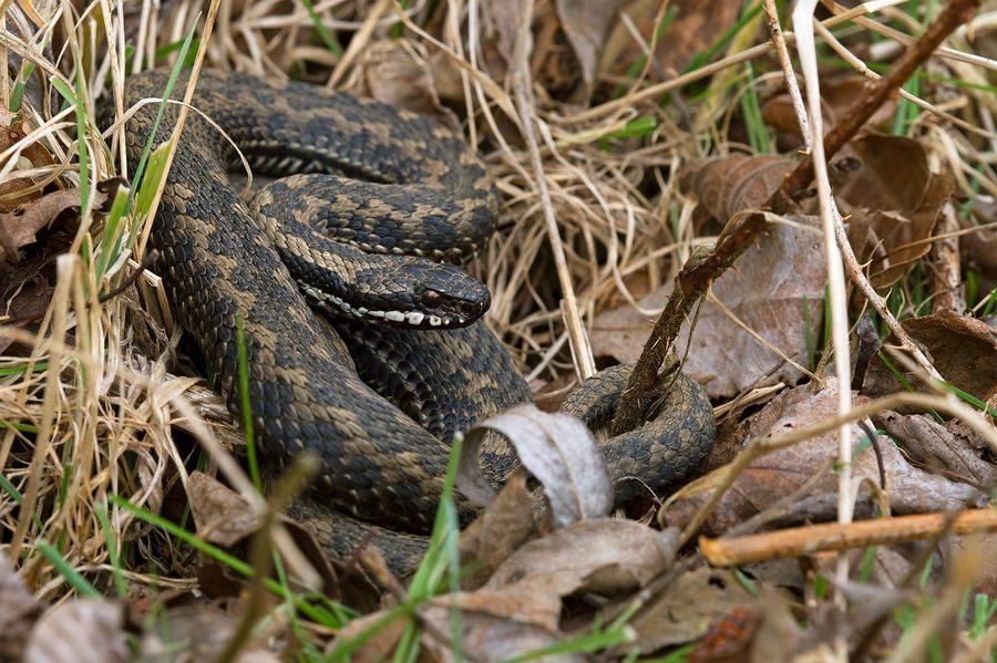 Help! My Child Was Bitten by a Snake!