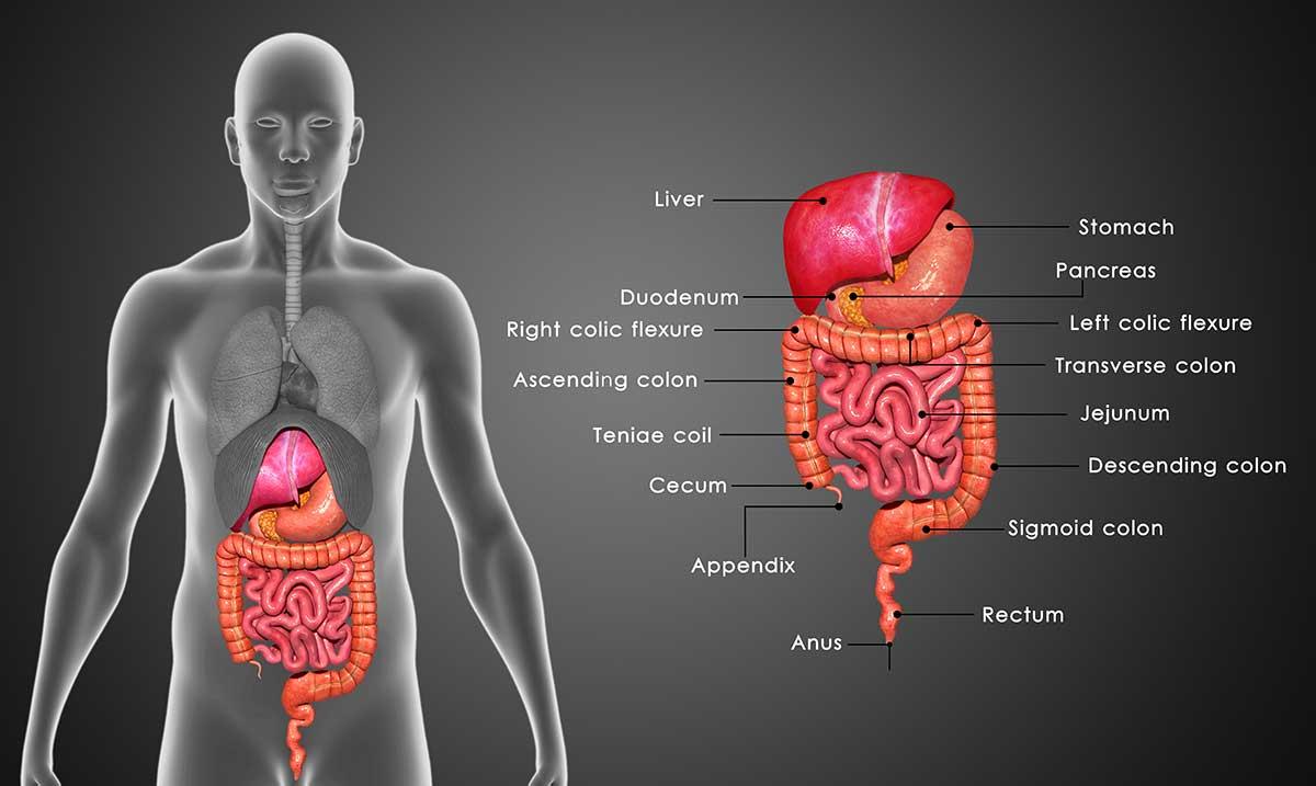 Gut health and digestive systems