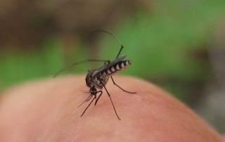 Bug Bites: When Do They Become an Emergency?