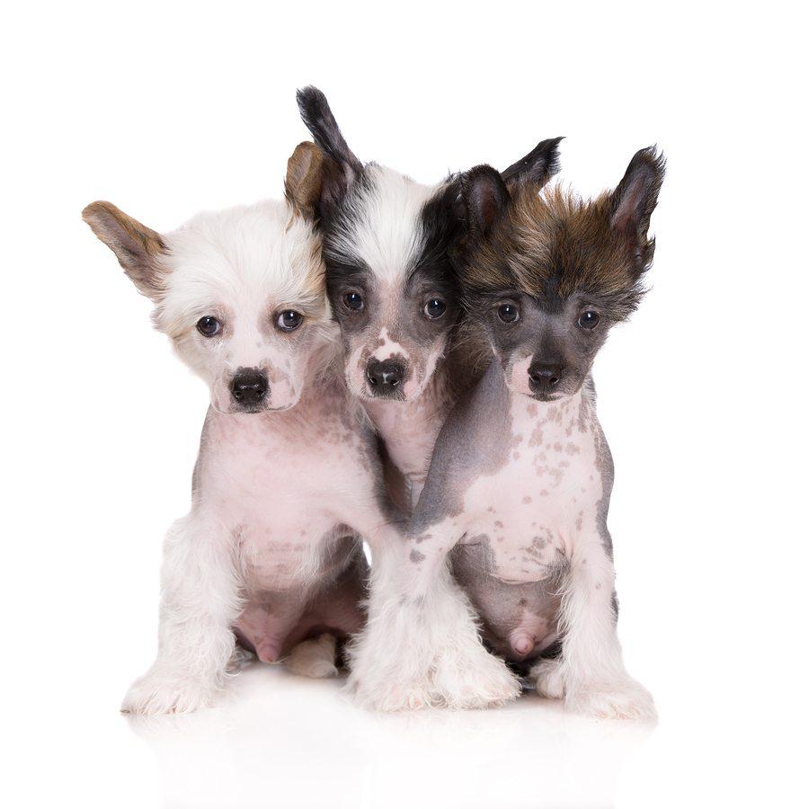 Hypoallergenic Pets- Some Great Options
