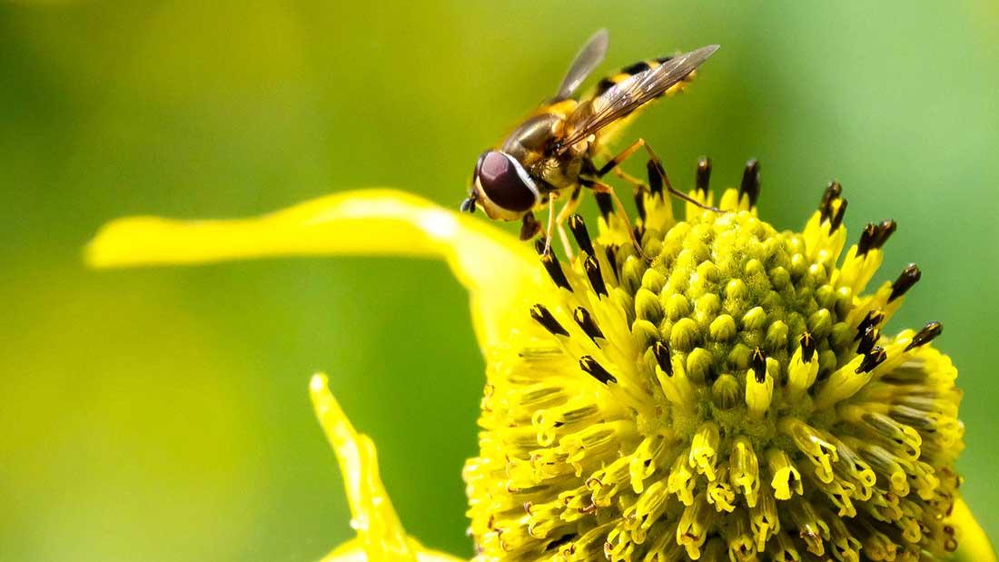 4 Tips to Survive Houston’s Pollen Season