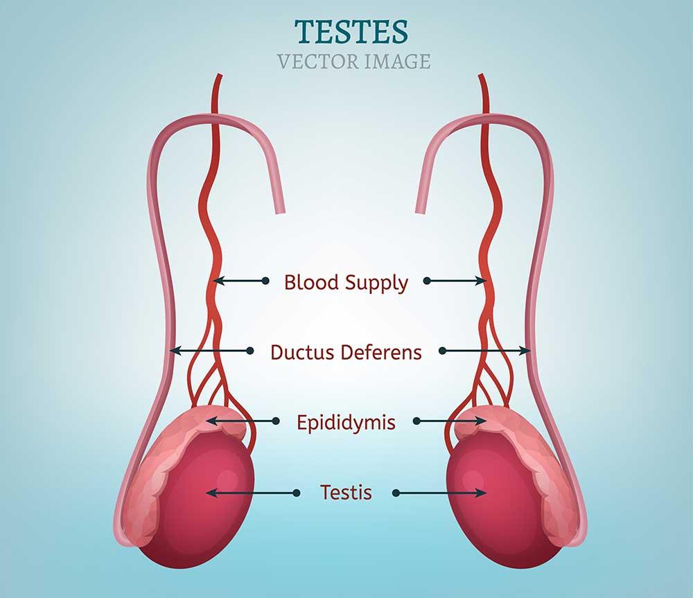 Testicular Torsion – Symptoms and Causes
