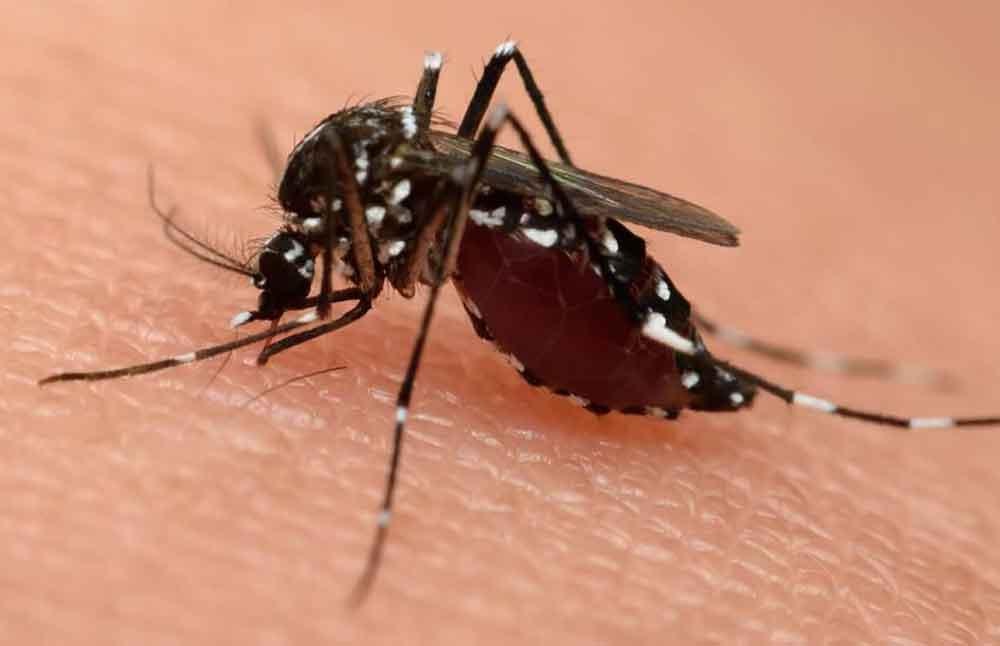 Everything You Need to Know About Zika Virus in Houston